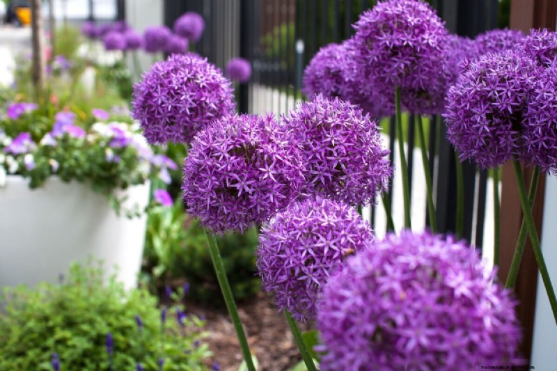 Best Tall Flowers for Privacy Screens: Months of Blooming Beauty