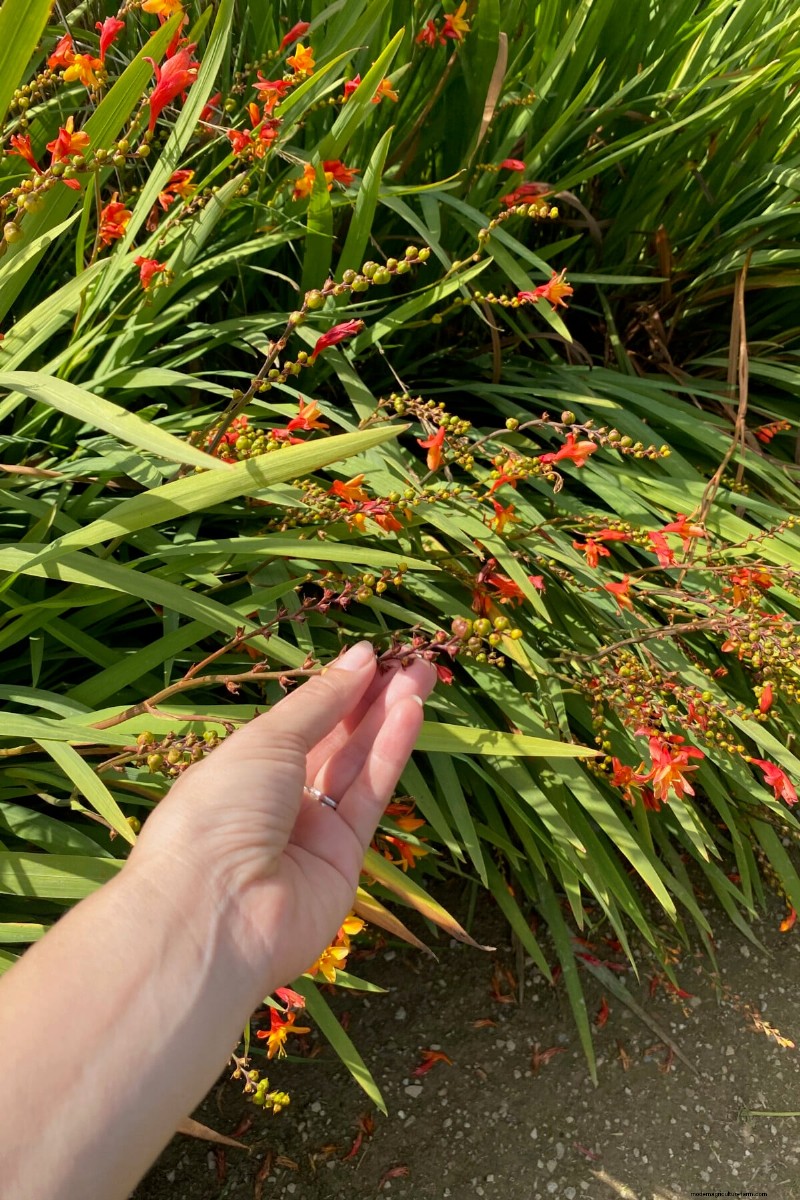 Best Tall Flowers for Privacy Screens: Months of Blooming Beauty
