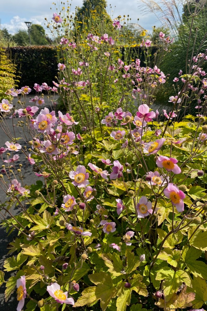 Best Tall Flowers for Privacy Screens: Months of Blooming Beauty