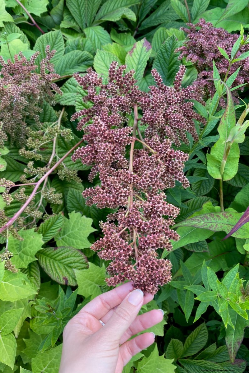 Best Tall Flowers for Privacy Screens: Months of Blooming Beauty
