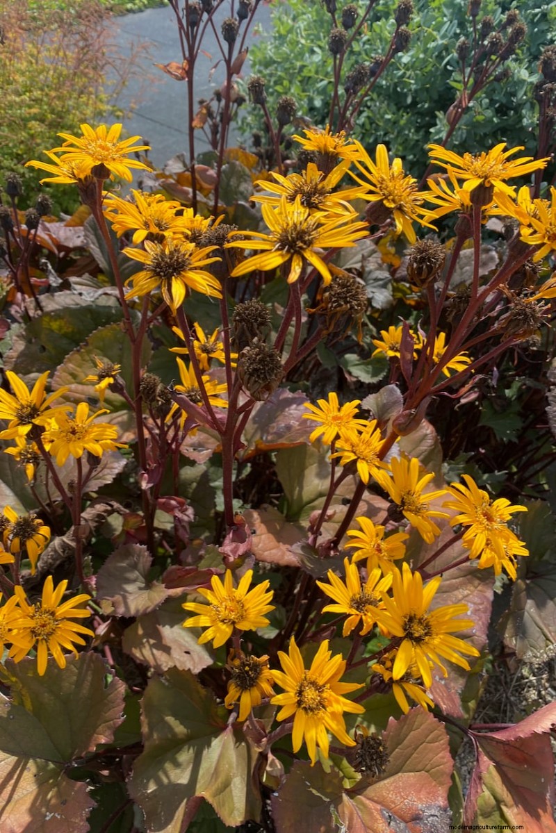 Best Tall Flowers for Privacy Screens: Months of Blooming Beauty