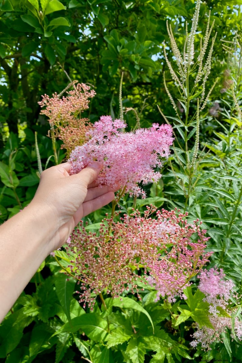 Best Tall Flowers for Privacy Screens: Months of Blooming Beauty