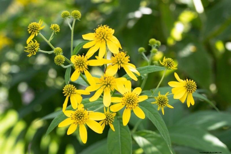 Best Tall Flowers for Privacy Screens: Months of Blooming Beauty