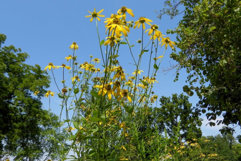 Best Tall Flowers for Privacy Screens: Months of Blooming Beauty
