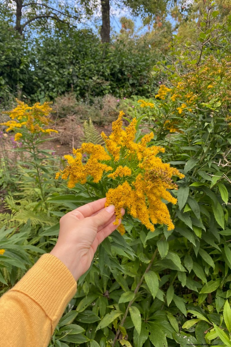 Best Tall Flowers for Privacy Screens: Months of Blooming Beauty