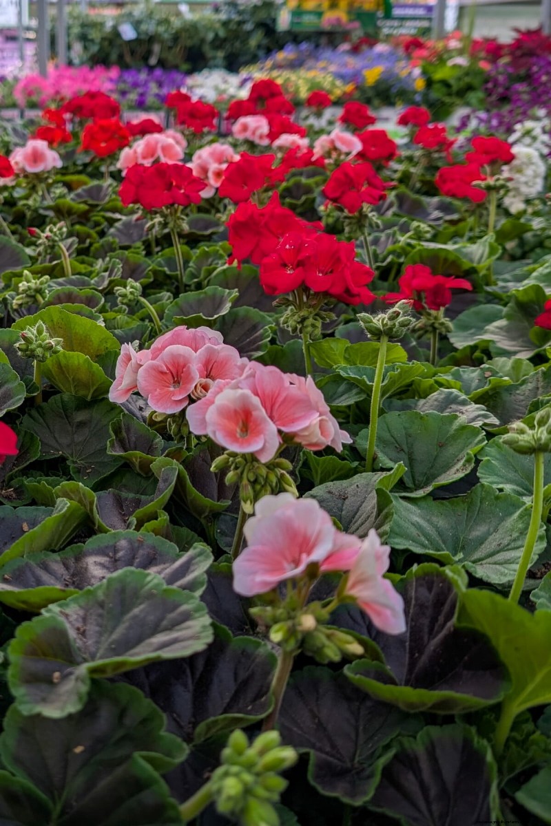 Avoid These Common Mistakes at Your Local Garden Center