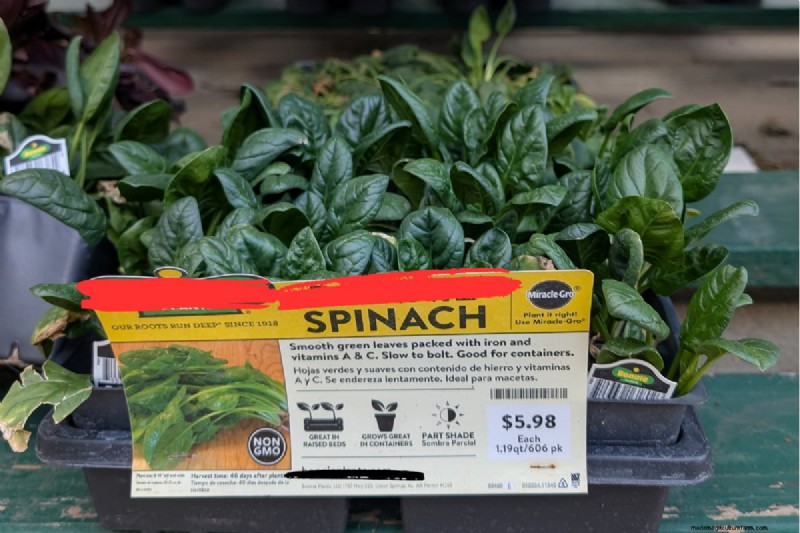 Avoid These Common Mistakes at Your Local Garden Center