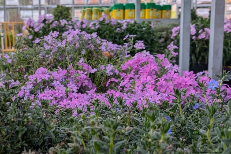 Avoid These Common Mistakes at Your Local Garden Center