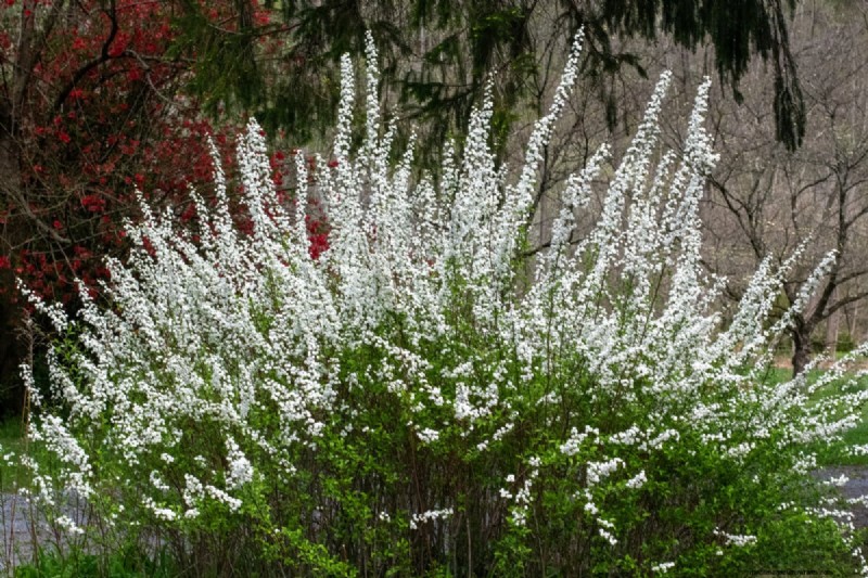 Bridal Wreath Spirea Care: Essential Tips for a Stunning Garden