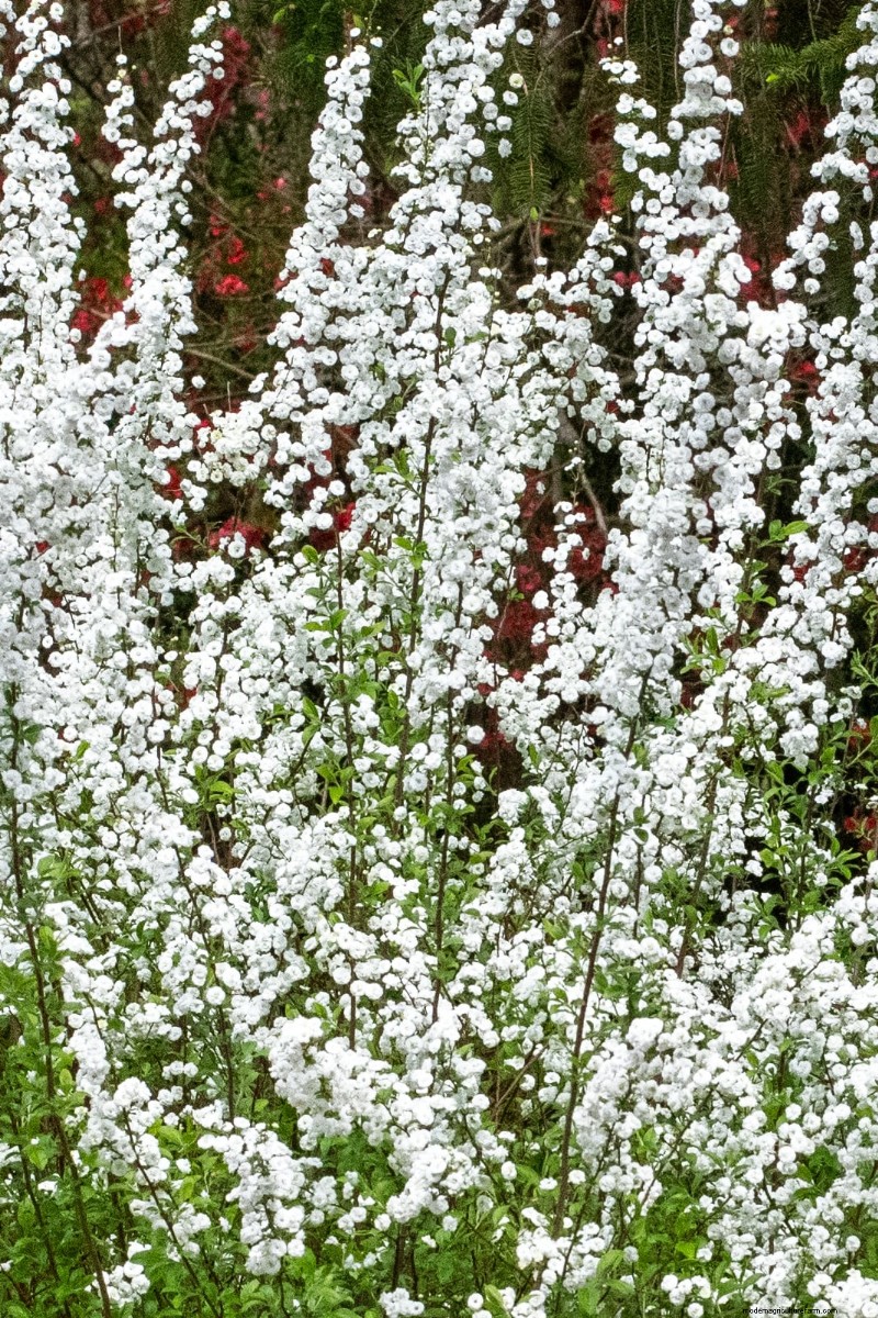 Bridal Wreath Spirea Care: Essential Tips for a Stunning Garden
