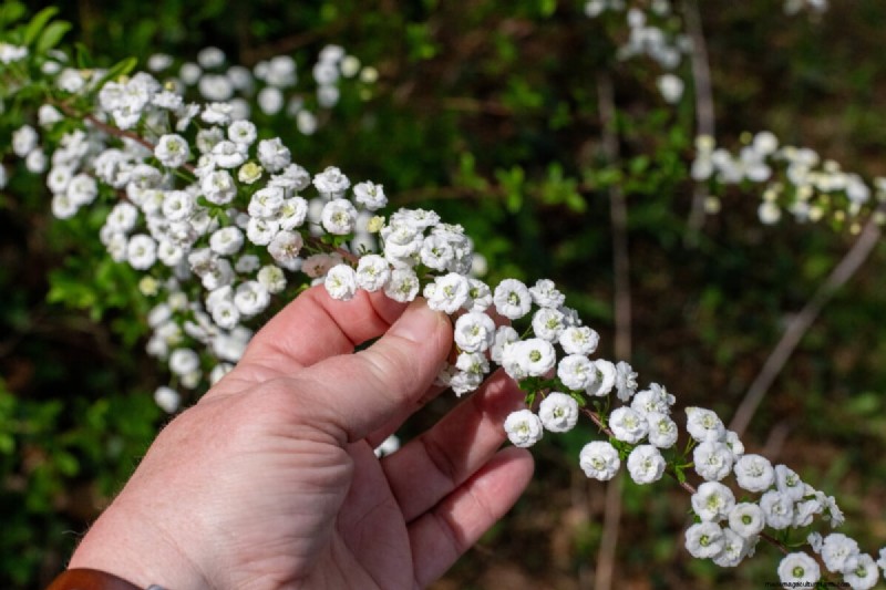Bridal Wreath Spirea Care: Essential Tips for a Stunning Garden