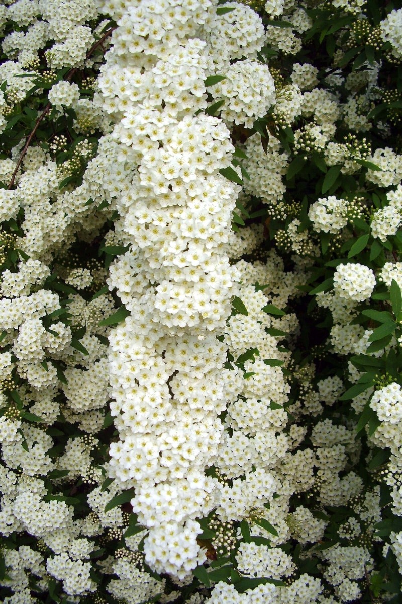 Bridal Wreath Spirea Care: Essential Tips for a Stunning Garden