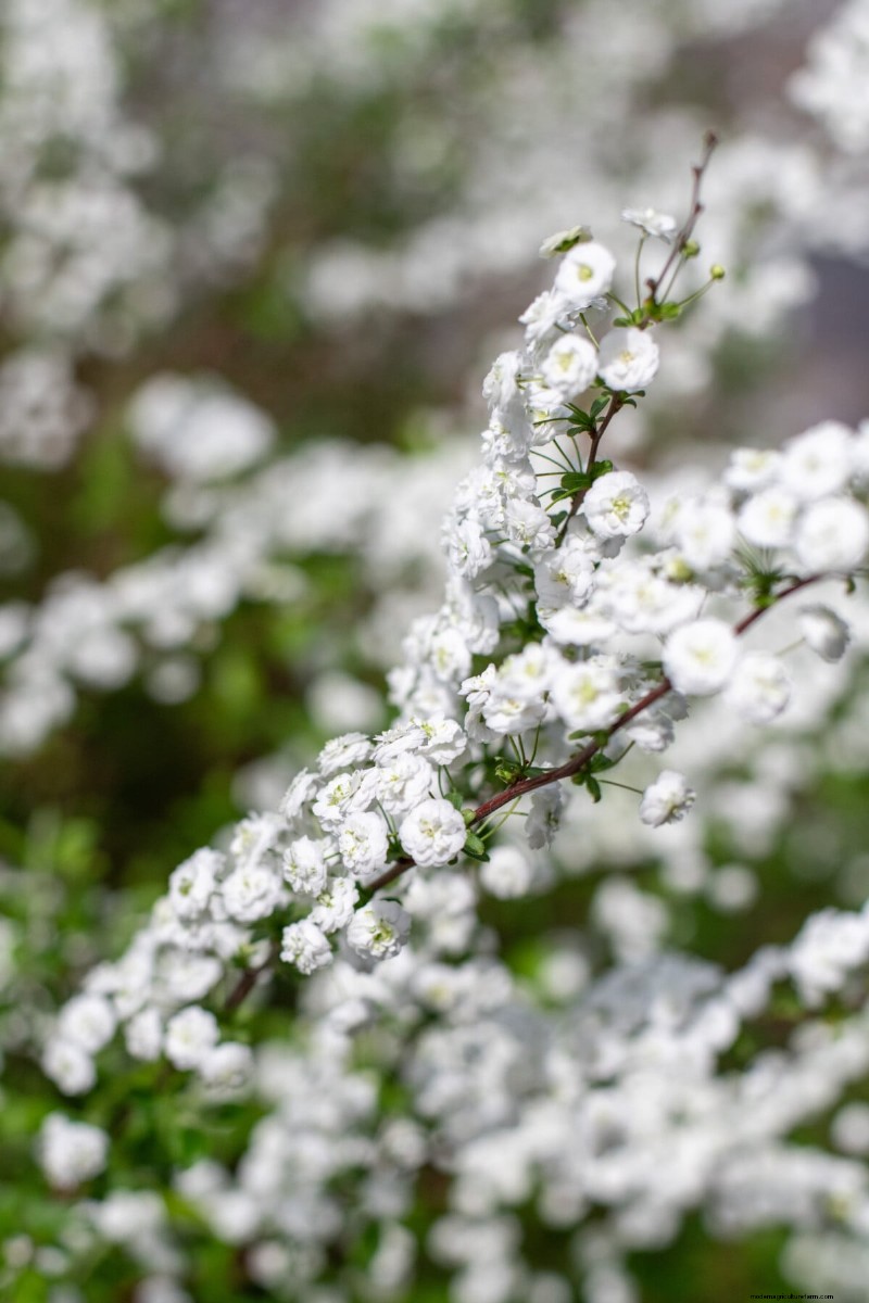 Bridal Wreath Spirea Care: Essential Tips for a Stunning Garden