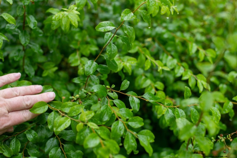 Bridal Wreath Spirea Care: Essential Tips for a Stunning Garden