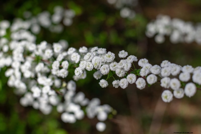 Bridal Wreath Spirea Care: Essential Tips for a Stunning Garden