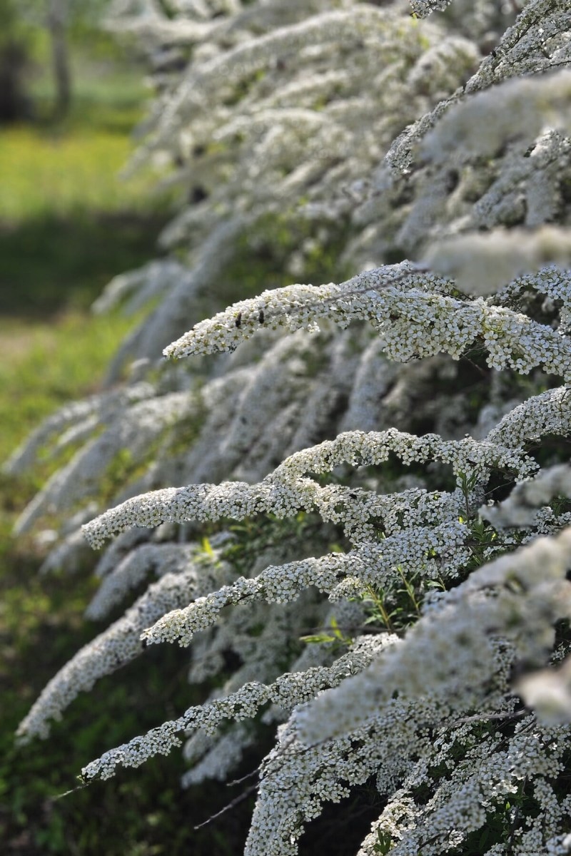 Bridal Wreath Spirea Care: Essential Tips for a Stunning Garden