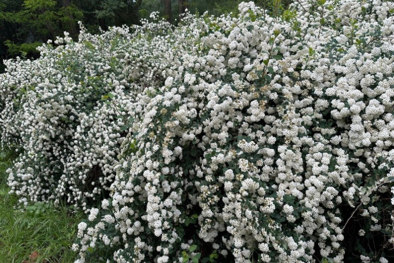 Bridal Wreath Spirea Care: Essential Tips for a Stunning Garden