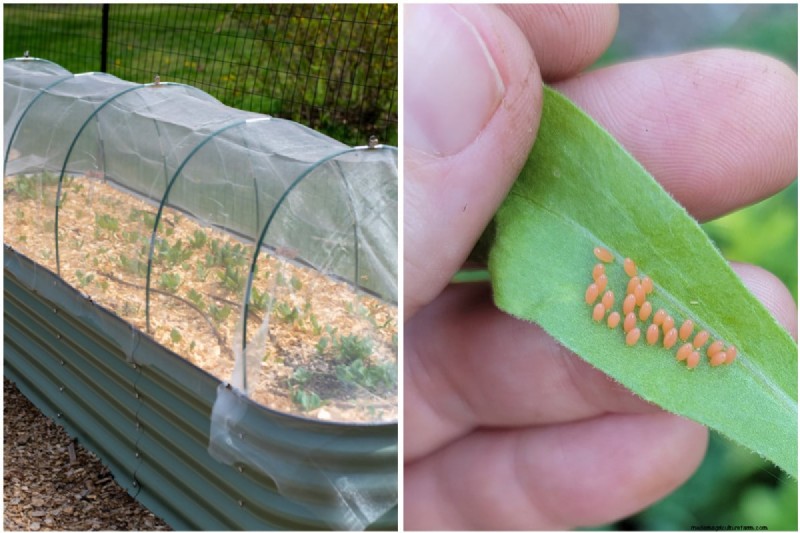 Protect Your Garden: Spring Pest Prevention Strategies