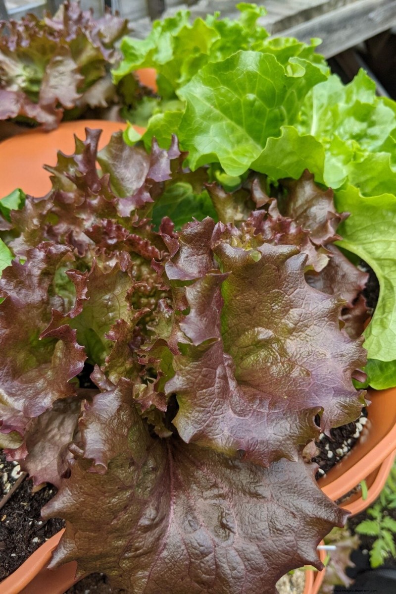 Protect Your Garden: Spring Pest Prevention Strategies
