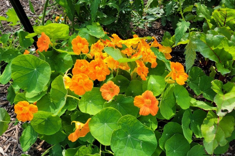 Protect Your Garden: Spring Pest Prevention Strategies