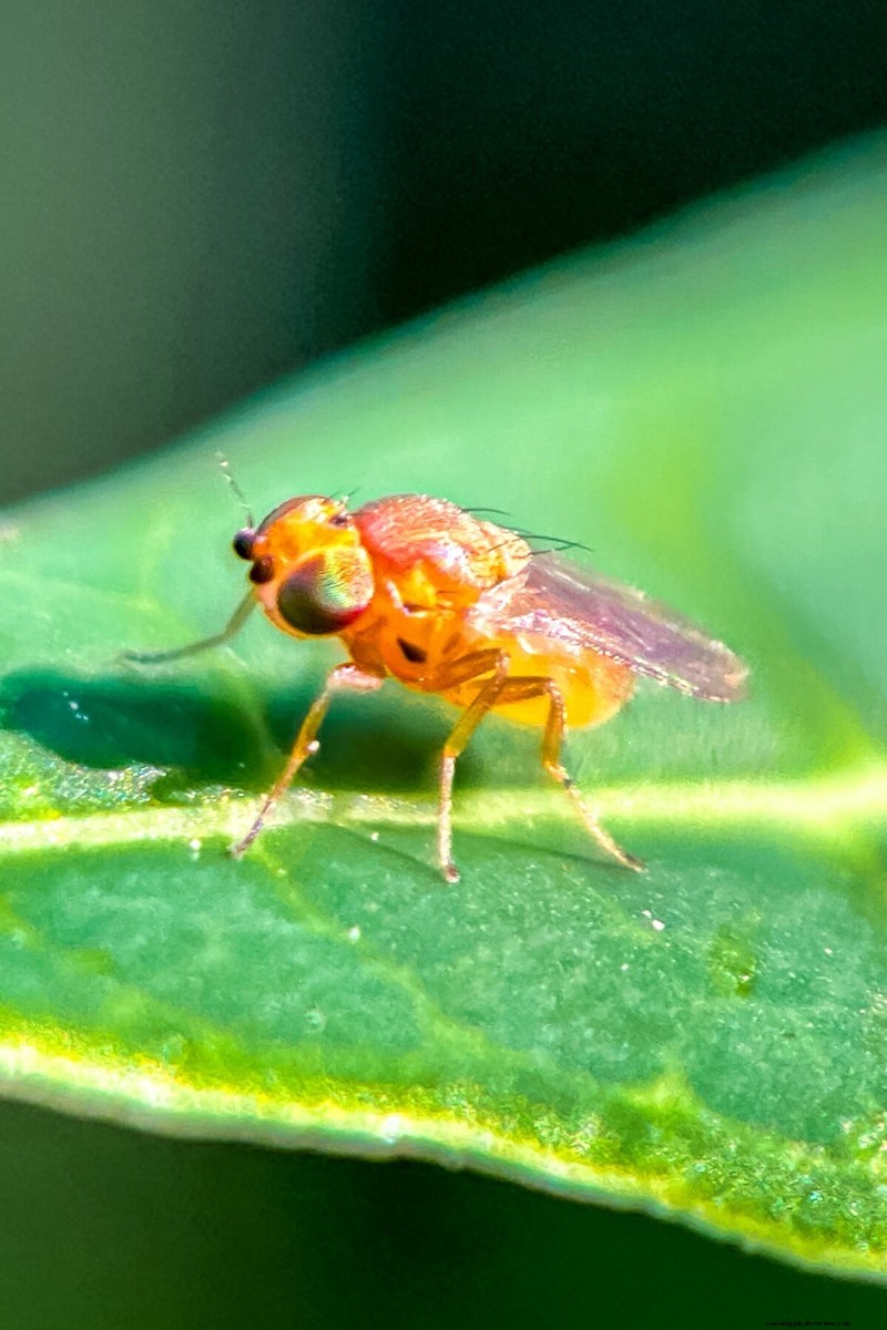 Protect Your Garden: Spring Pest Prevention Strategies