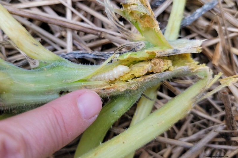 Protect Your Garden: Spring Pest Prevention Strategies
