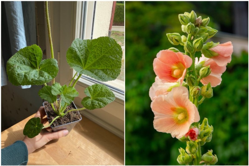 April Planting: 15 Flowers for a Vibrant Summer Garden