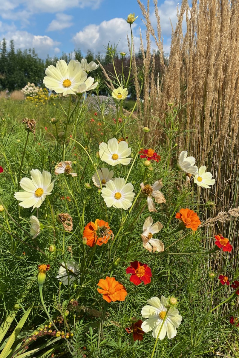 April Planting: 15 Flowers for a Vibrant Summer Garden