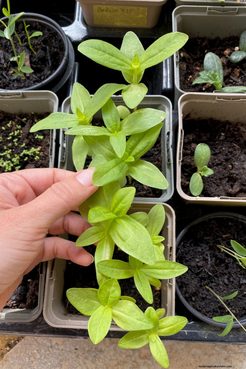 April Planting: 15 Flowers for a Vibrant Summer Garden