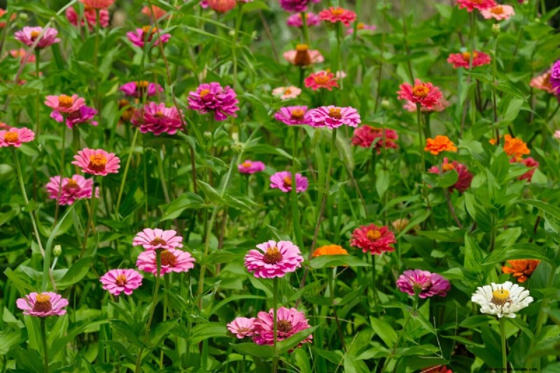 April Planting: 15 Flowers for a Vibrant Summer Garden