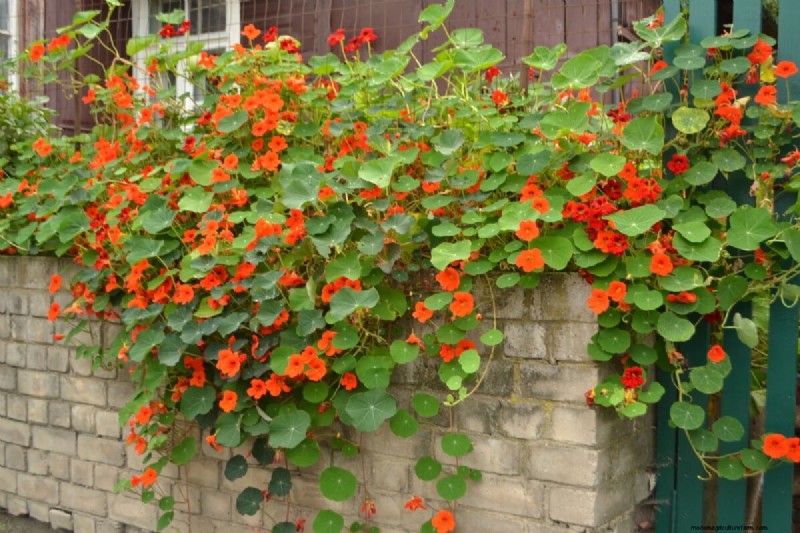April Planting: 15 Flowers for a Vibrant Summer Garden