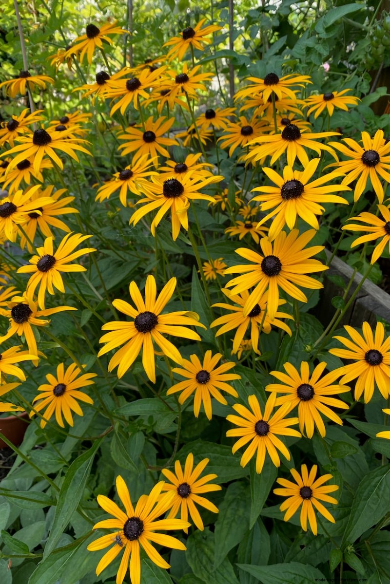 April Planting: 15 Flowers for a Vibrant Summer Garden