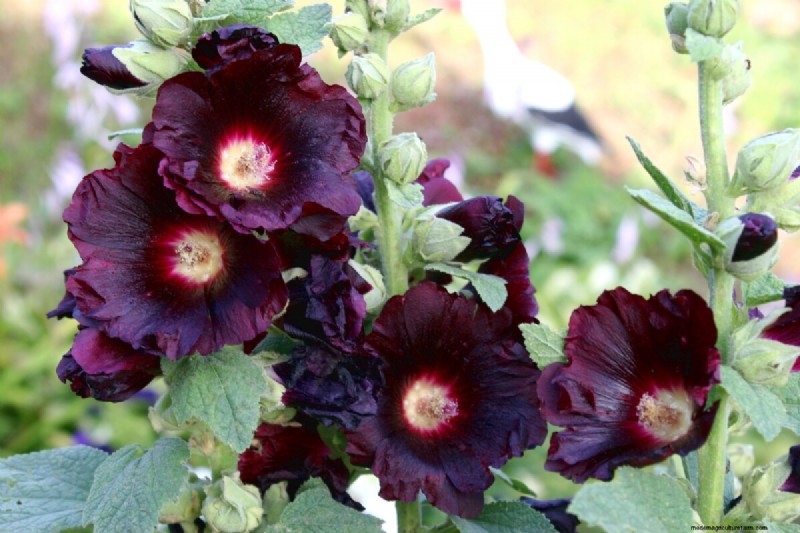 April Planting: 15 Flowers for a Vibrant Summer Garden