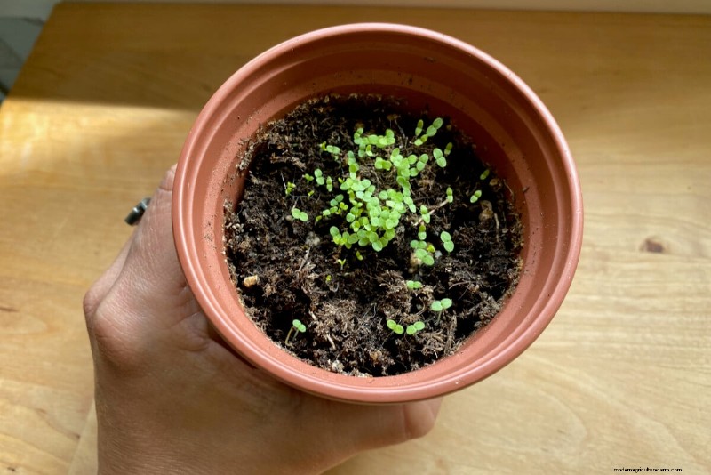April Planting: 15 Flowers for a Vibrant Summer Garden