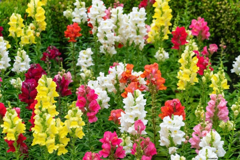 April Planting: 15 Flowers for a Vibrant Summer Garden