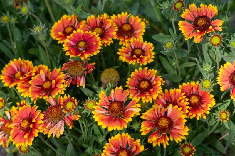 April Planting: 15 Flowers for a Vibrant Summer Garden