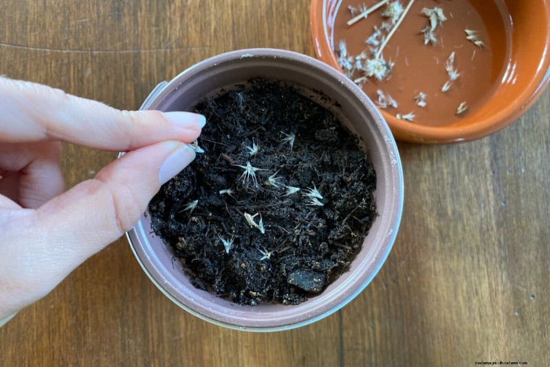 April Planting: 15 Flowers for a Vibrant Summer Garden