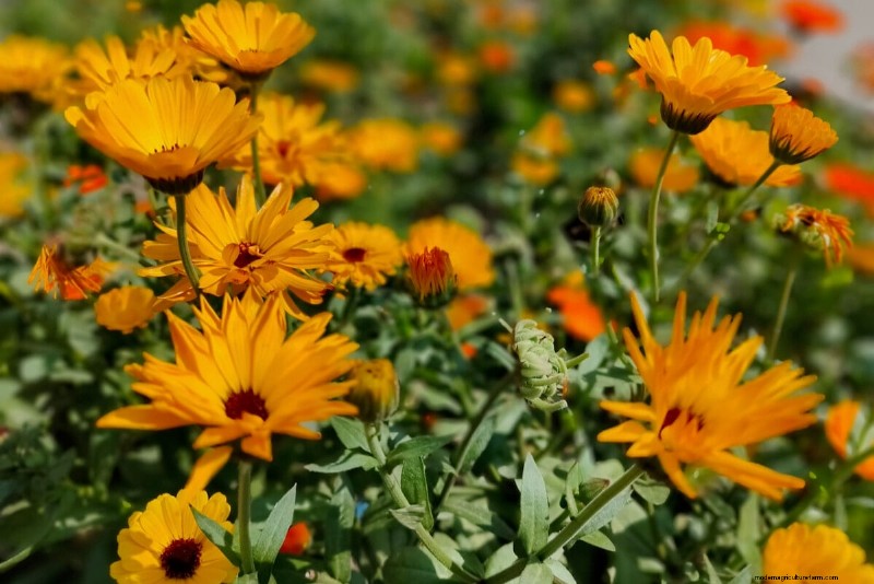 April Planting: 15 Flowers for a Vibrant Summer Garden