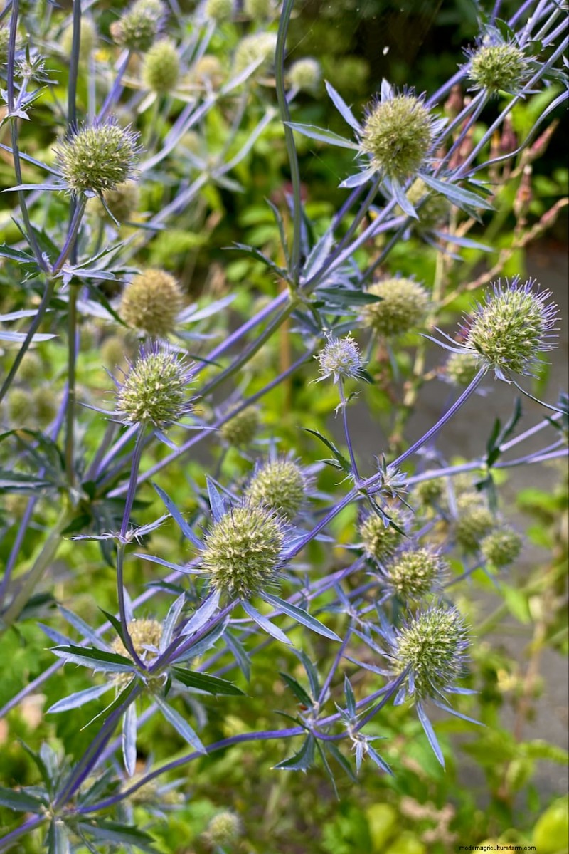 April Planting: 15 Flowers for a Vibrant Summer Garden