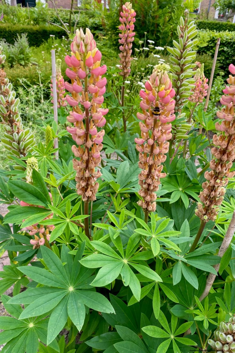 April Planting: 15 Flowers for a Vibrant Summer Garden