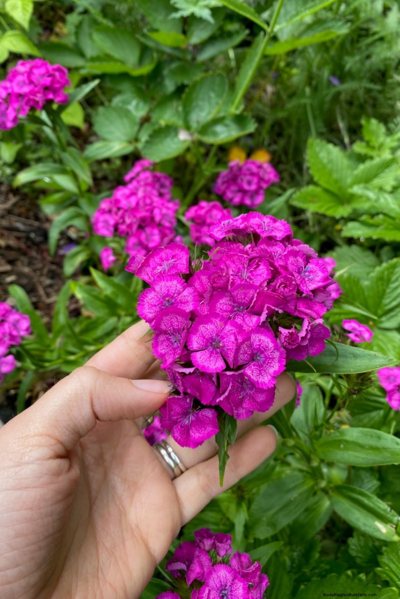 April Planting: 15 Flowers for a Vibrant Summer Garden