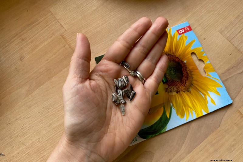 April Planting: 15 Flowers for a Vibrant Summer Garden