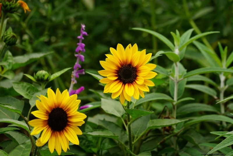 April Planting: 15 Flowers for a Vibrant Summer Garden