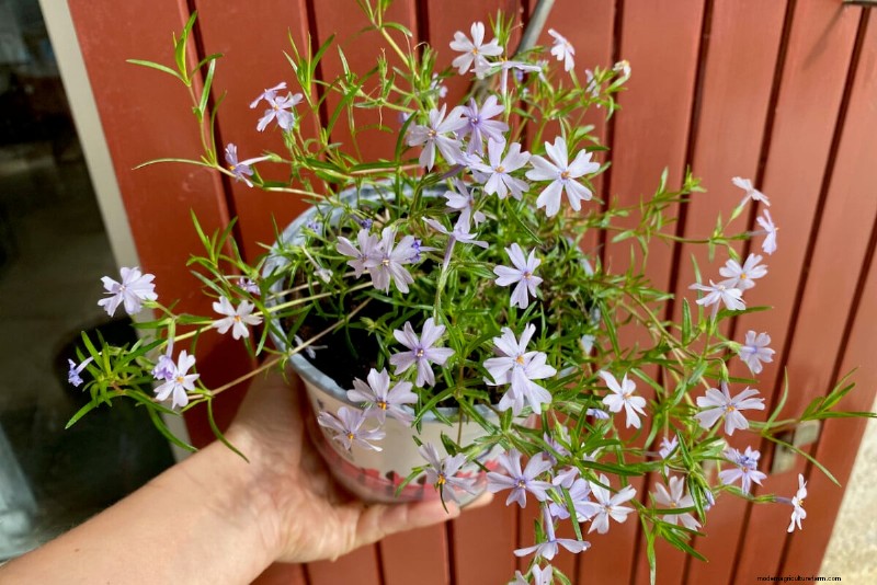 April Planting: 15 Flowers for a Vibrant Summer Garden