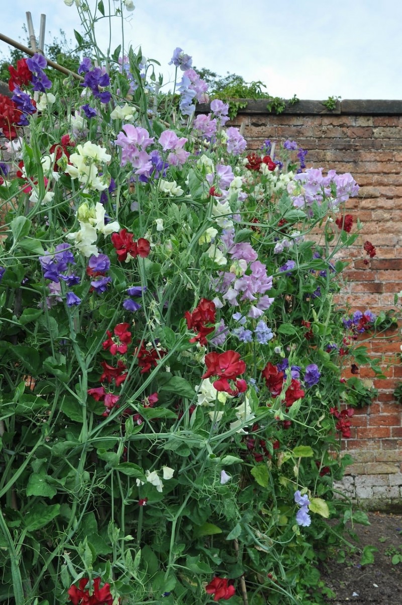 April Planting: 15 Flowers for a Vibrant Summer Garden