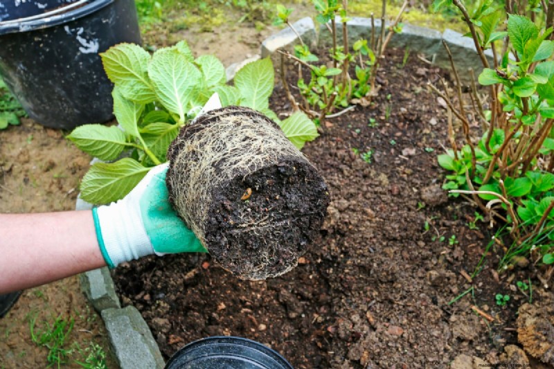 Shrub Planting Guide: Essential Considerations for Garden Success