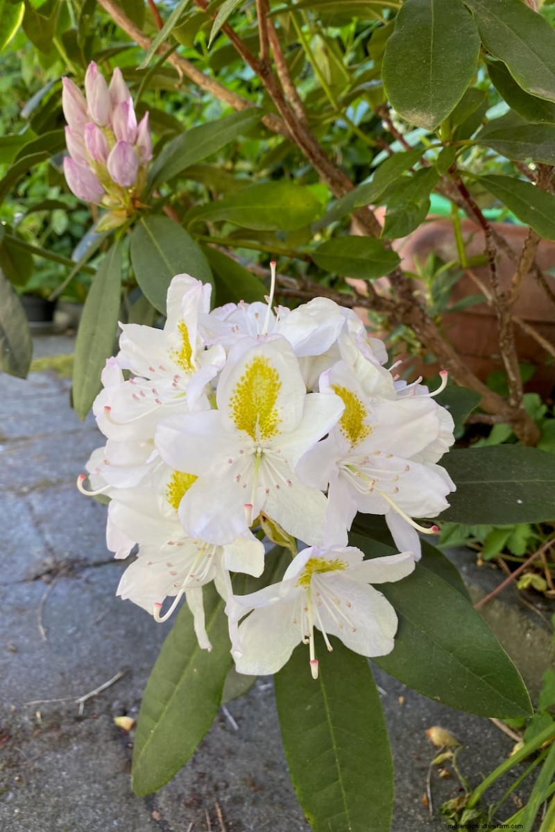 Shrub Planting Guide: Essential Considerations for Garden Success
