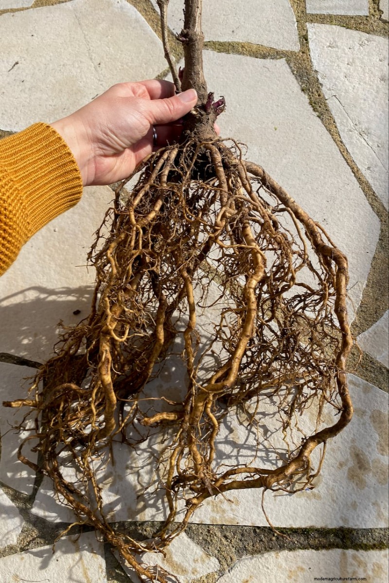 Shrub Planting Guide: Essential Considerations for Garden Success