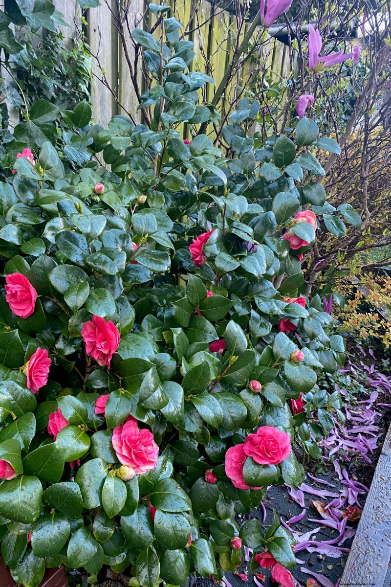 Shrub Planting Guide: Essential Considerations for Garden Success