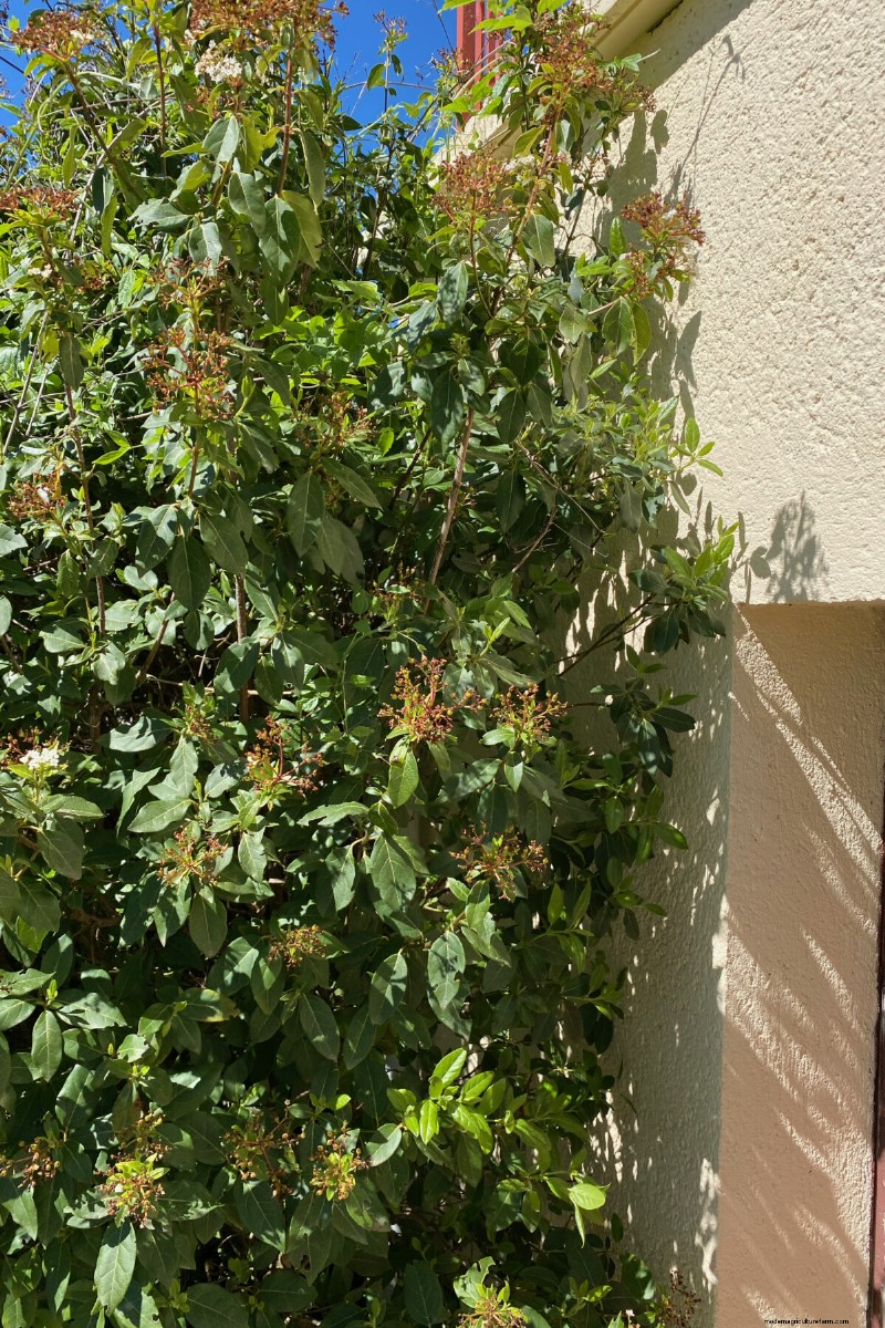 Shrub Planting Guide: Essential Considerations for Garden Success